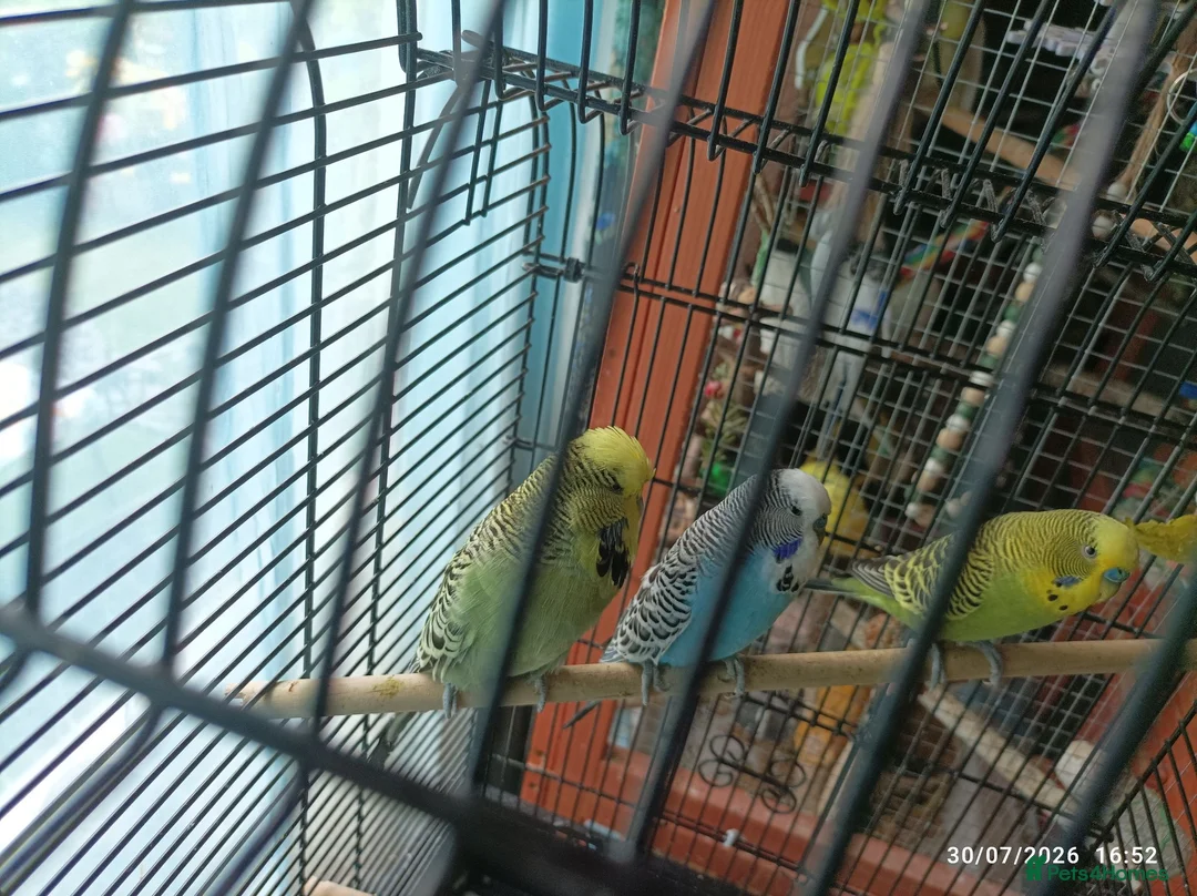 Budgerigars birds for sale: Budgie Birds pairs available still 28/8/26 - Advert 5