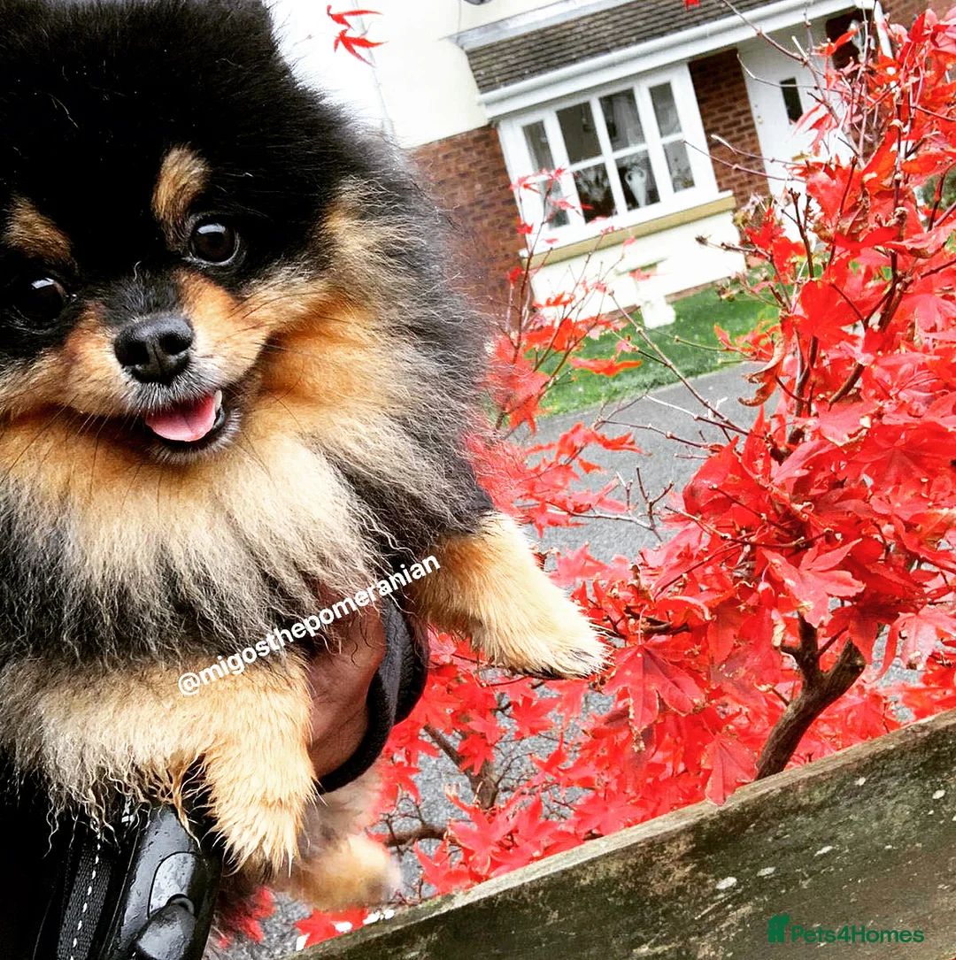 Pomeranian dogs for stud: Exceptional Proven Stud With 23 Champions in Ebbw Vale - Advert 5