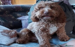 Cockapoo dogs for stud: Goregous Red F1 Cockapoo for Stud - Image 4