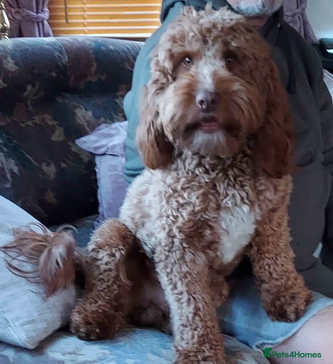 Cockapoo dogs for stud: Goregous Red F1 Cockapoo for Stud - Image 4