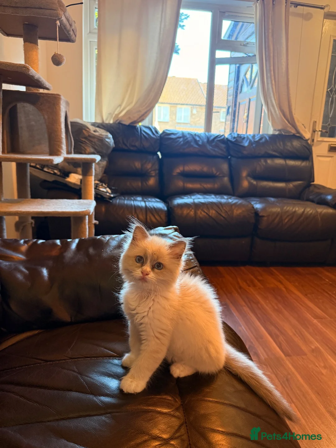 Ragdoll cats for sale: Blue point male ragdoll  - Advert 1