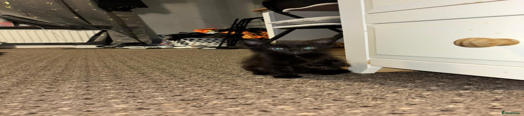 Domestic Shorthair Kitten 1