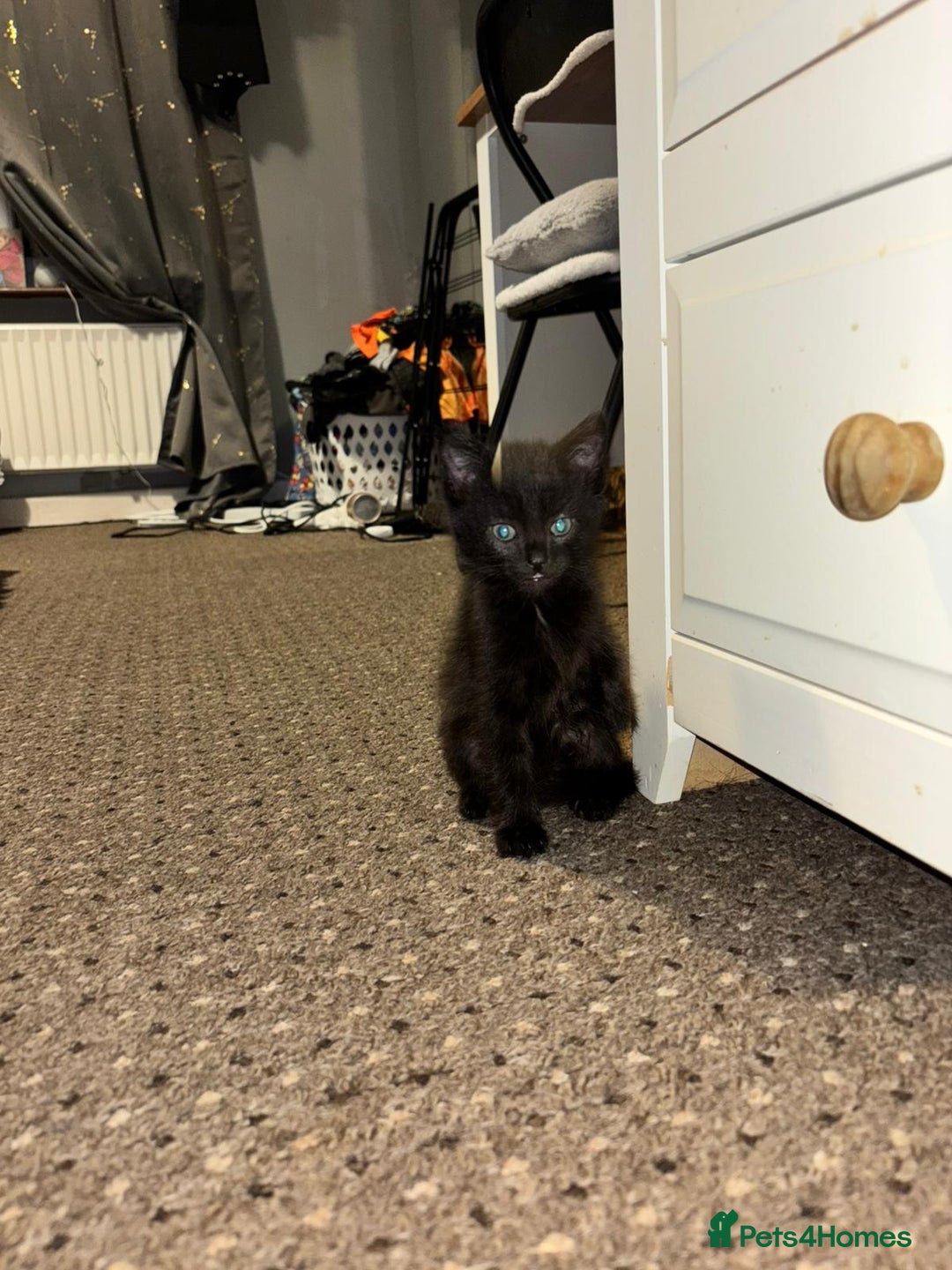 Domestic Shorthair cats for sale: Gorgeous black and tabby kittens - Advert 8