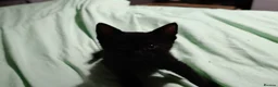 Mixed Breed cats for sale: 3 beautiful kittens £70 each  - Advert 6