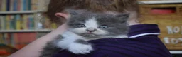 Mixed Breed cats for sale: 5 Beautiful Kittens Looking for Forever Homes - Advert 8
