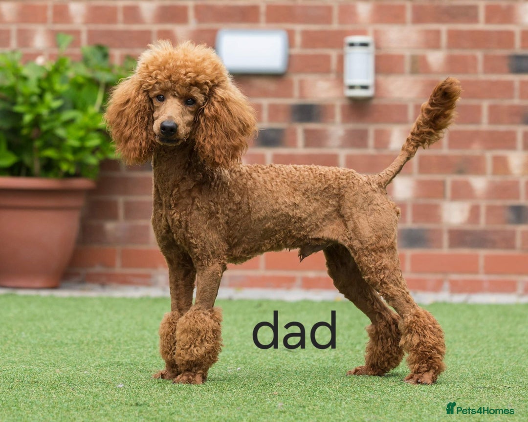 Cavapoo dogs for sale: Cavapoo puppies  - Image 9