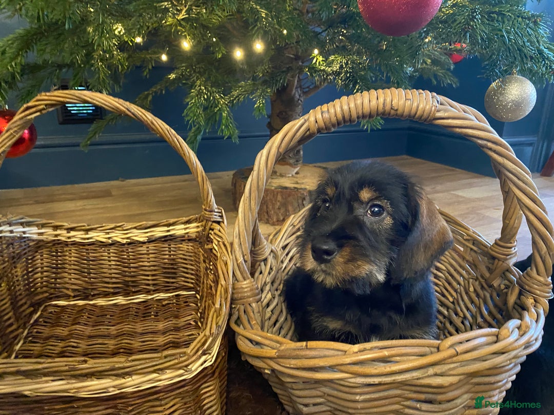 Mixed Breed dogs for sale: For Sale German wire haired pointer  x dashound  - Advert 11