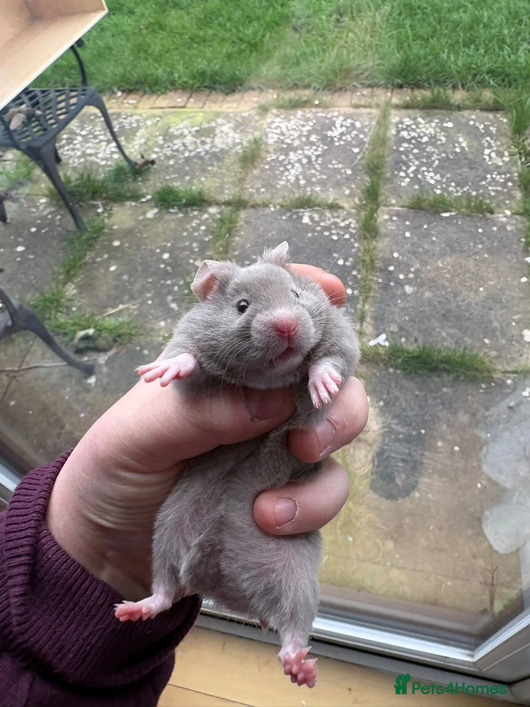 Hamster rodents for sale: Pedigree Syrian hamsters - Advert 16