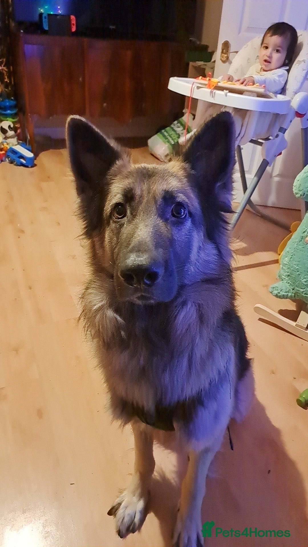 German Shepherd dogs Loki the German shepherd  - Advert 1