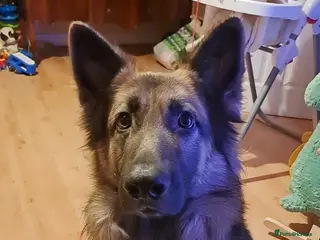 German Shepherd dogs Loki the German shepherd - Advert 1