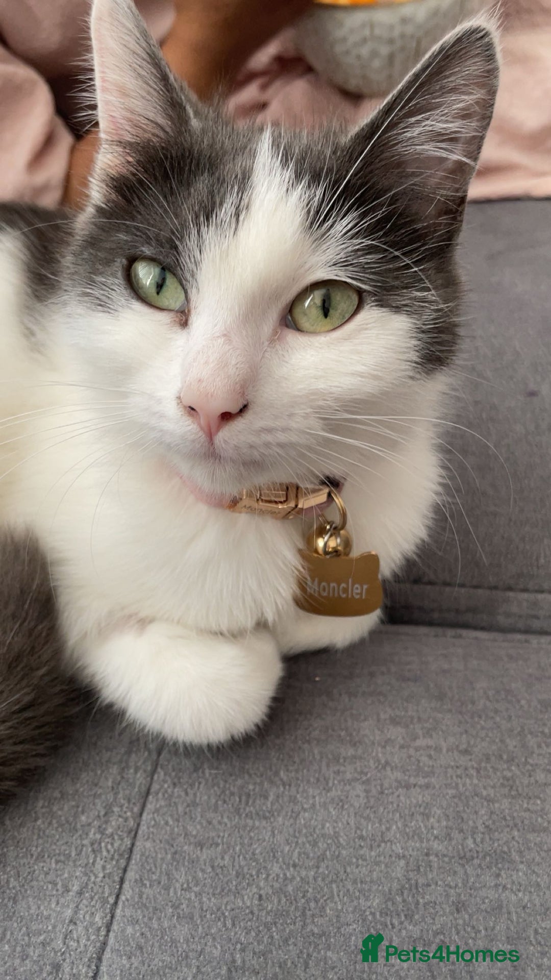 Mixed Breed cats for sale: Loving indoor cat looking for new home - Image 7