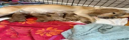Cocker Spaniel dogs for stud: Proven cocker spaniel for stud - Advert 24