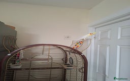 Cockatiels birds for sale: FEMAIL COCKATIEL  - Image 3