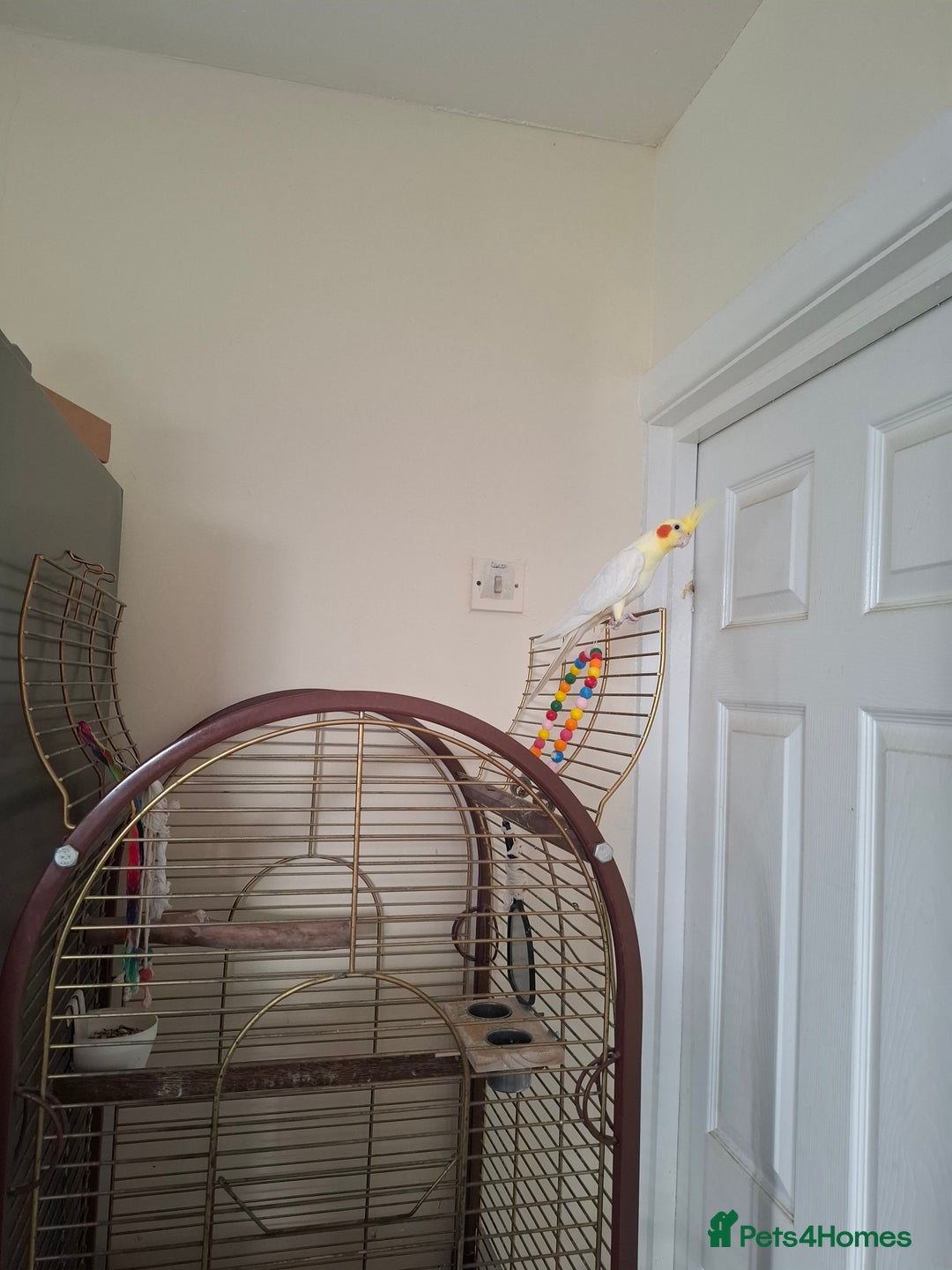 Cockatiels birds for sale: FEMAIL COCKATIEL  - Image 3