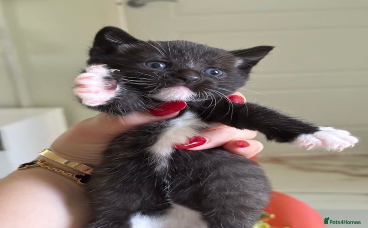 Domestic Shorthair cats - Advert 2