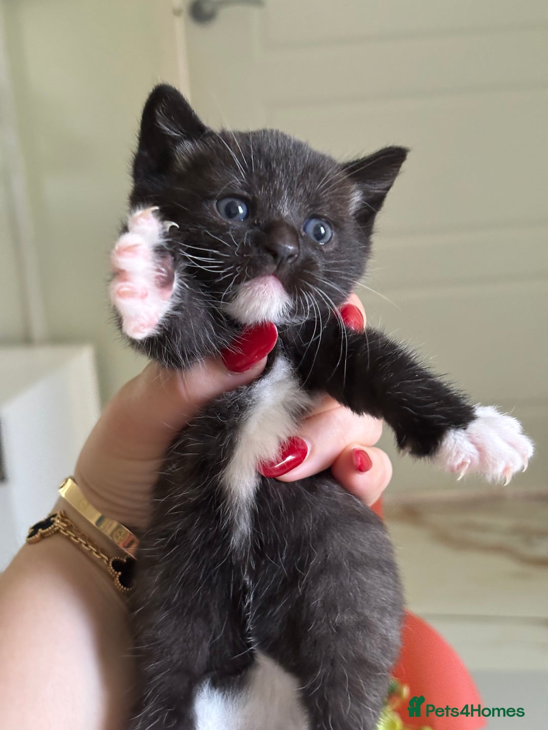 Domestic Shorthair cats for sale: Very cuddly kitten  - Image 1