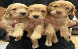 Cocker Spaniel dogs for sale: Working cocker spaniel puppies  - Image 1