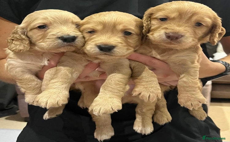Cocker Spaniel dogs - Advert 1