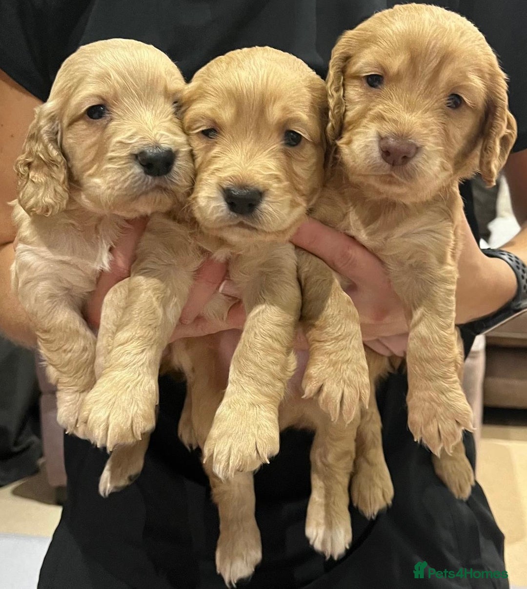 Cocker Spaniel dogs for sale: Working cocker spaniel puppies  - Image 1