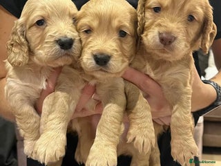 Cocker Spaniel dogs - Advert 31