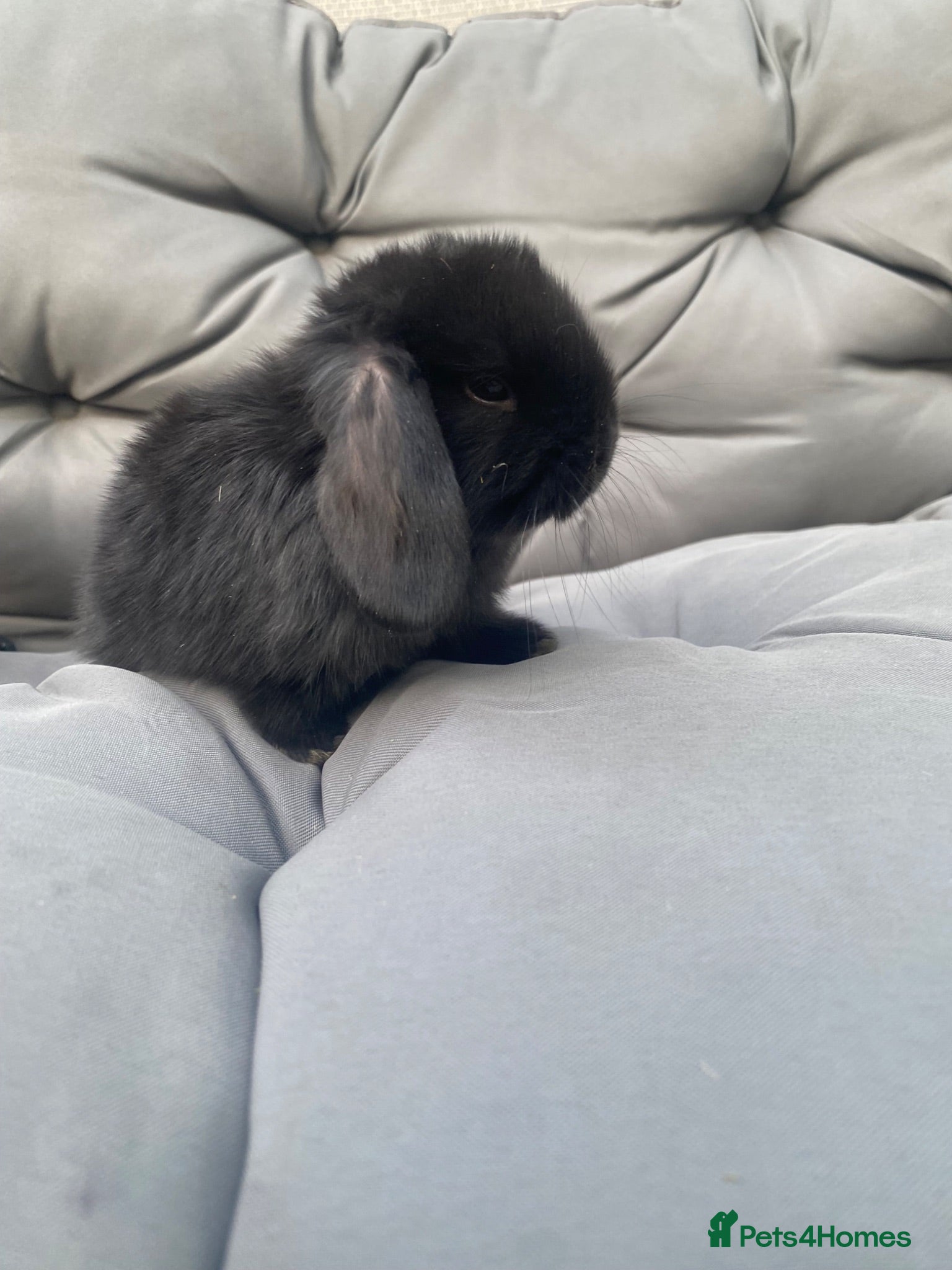Mini Lop rabbits MINI LOP BUNNIES  - Advert 2