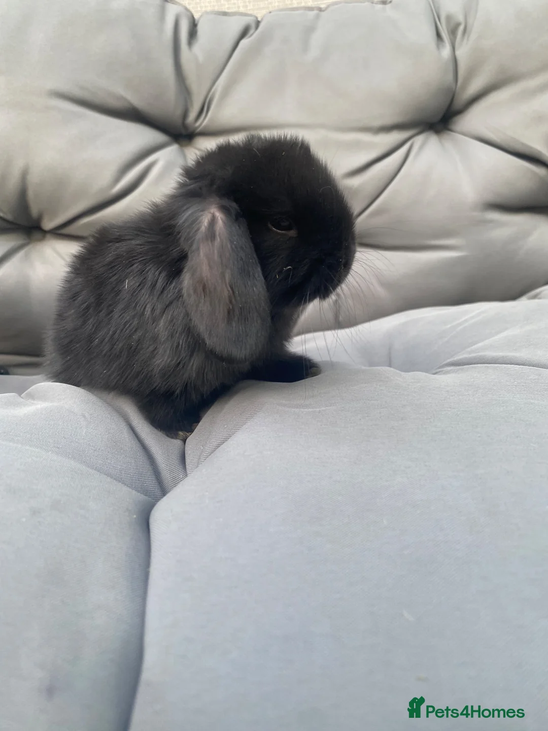 Mini Lop rabbits for sale: MINI LOP BUNNIES  - Advert 2