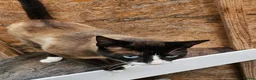 Snowshoe cats for sale: Retired breeding snowshoe looking for forever home - Advert 6