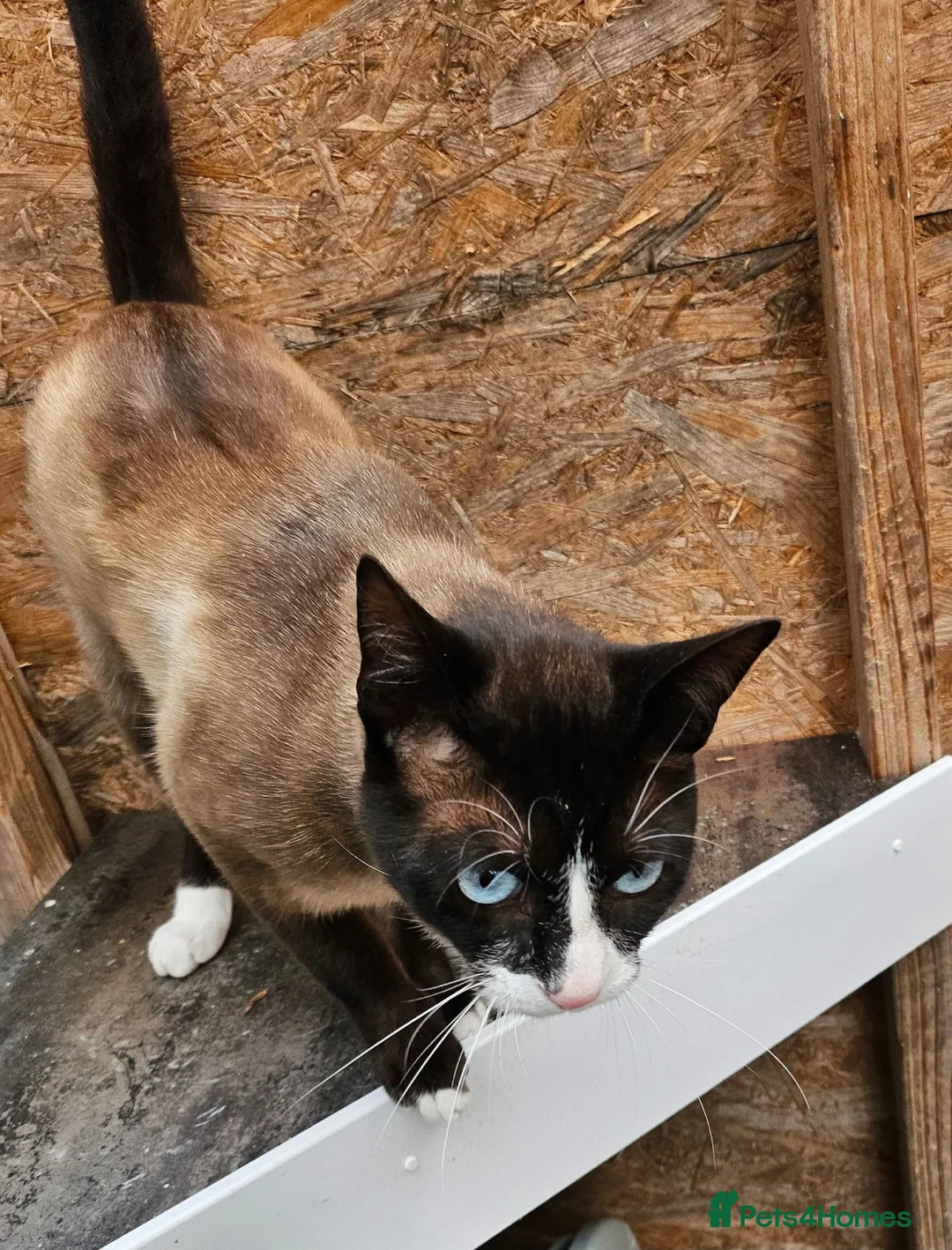 Snowshoe cats for sale: Retired breeding snowshoe looking for forever home - Advert 6