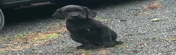 Springador dogs for sale: Happy friendly Springador puppies  - Advert 3