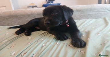 Labrador Retriever dogs - Advert 8