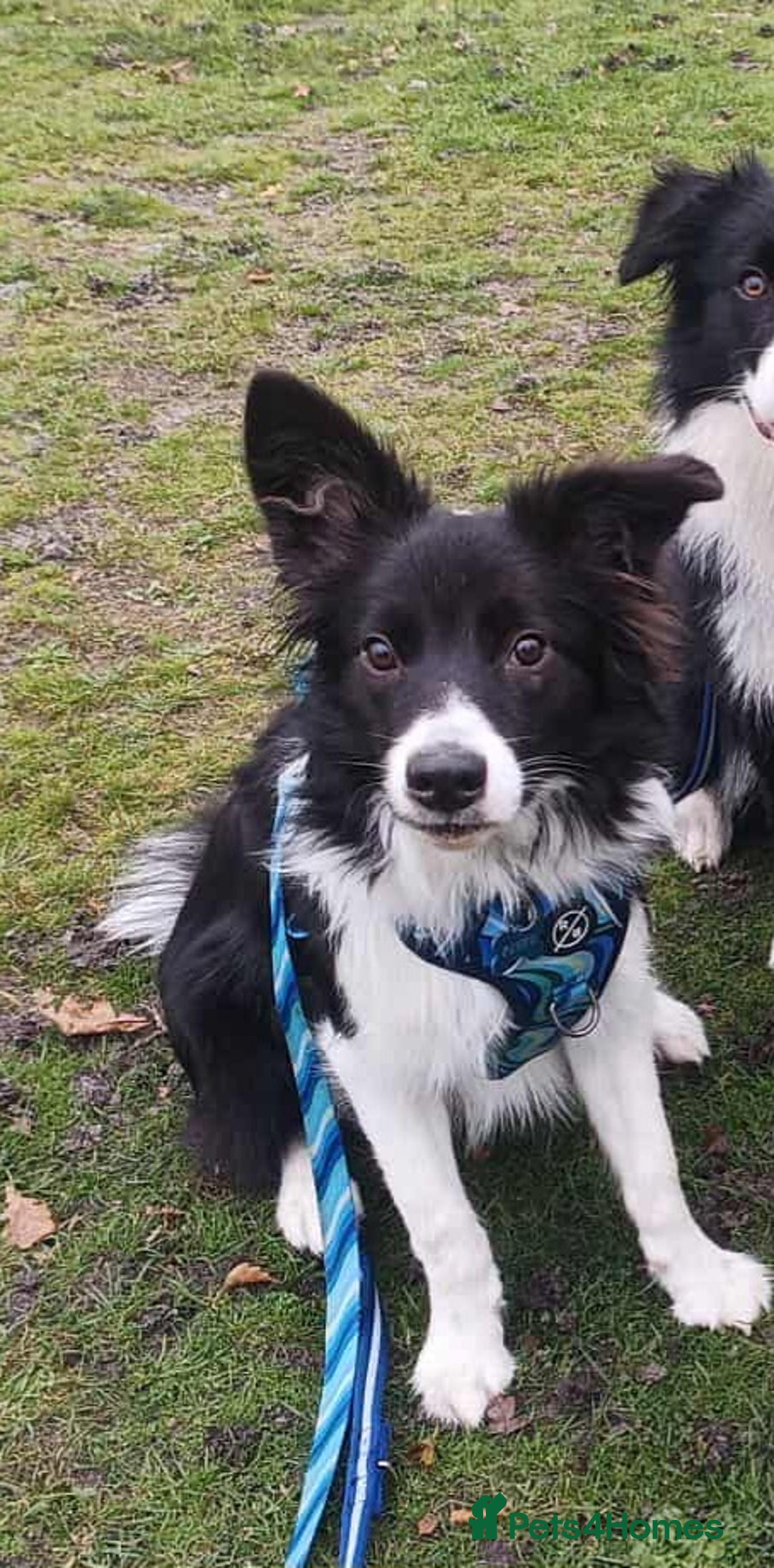Border Collie dogs for sale: Border collie looking for FOSTER home - Advert 1