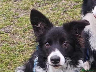 Border Collie dogs Border collie looking for FOSTER home - Advert 11