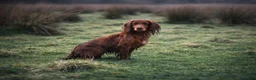 Cocker Spaniel dogs for sale: Kc Health Tested Working Cocker Pups - Advert 5