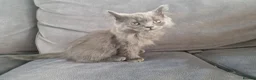 British Shorthair cats for sale: 2 beautiful BSH boys  - Advert 9