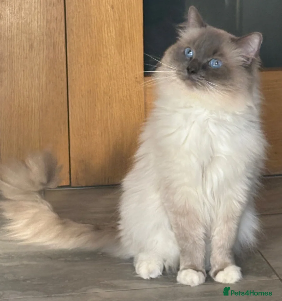 Ragdoll cats for stud: Large Gccf stud stunning Loki well proven  - Advert 1