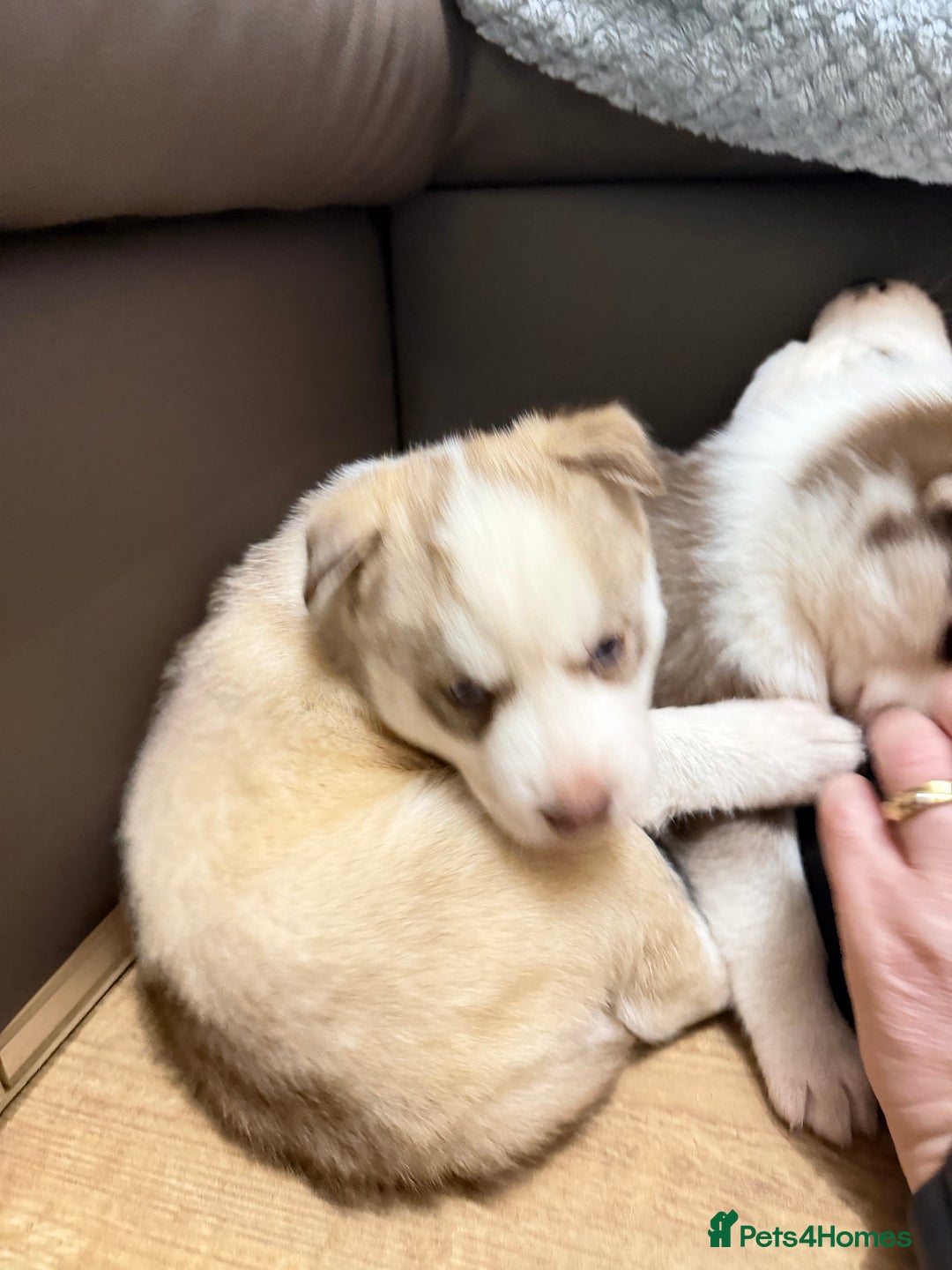 Siberian Husky dogs for sale: Adorable Siberian Husky puppies born December 14th - Advert 10