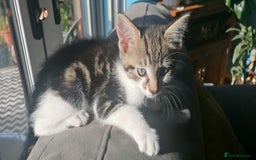 Mixed Breed cats for sale: **last one** mixed breed kittens - Image 3