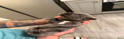 Cane Corso dogs for sale: 10 stunning cane corso puppies for sale!! - Advert 29