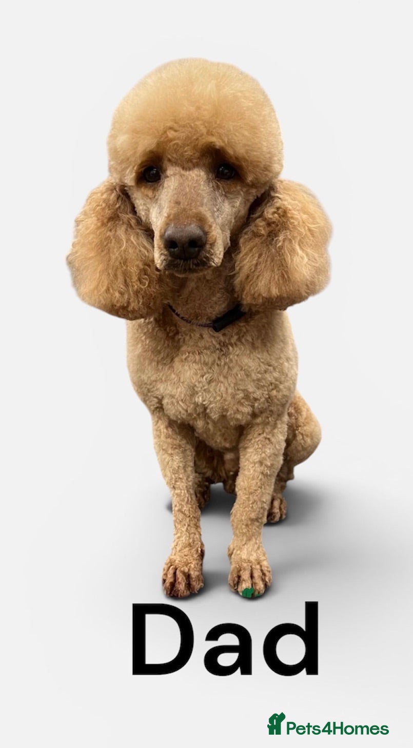 Miniature Poodle dogs Fabulous KC Miniature Poodles 0% co efficiency  - Advert 2