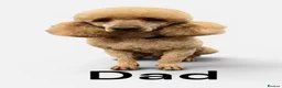 Miniature Poodle dogs for sale: DNA tested KC Miniature Poodles 0% coefficiency  - Advert 2