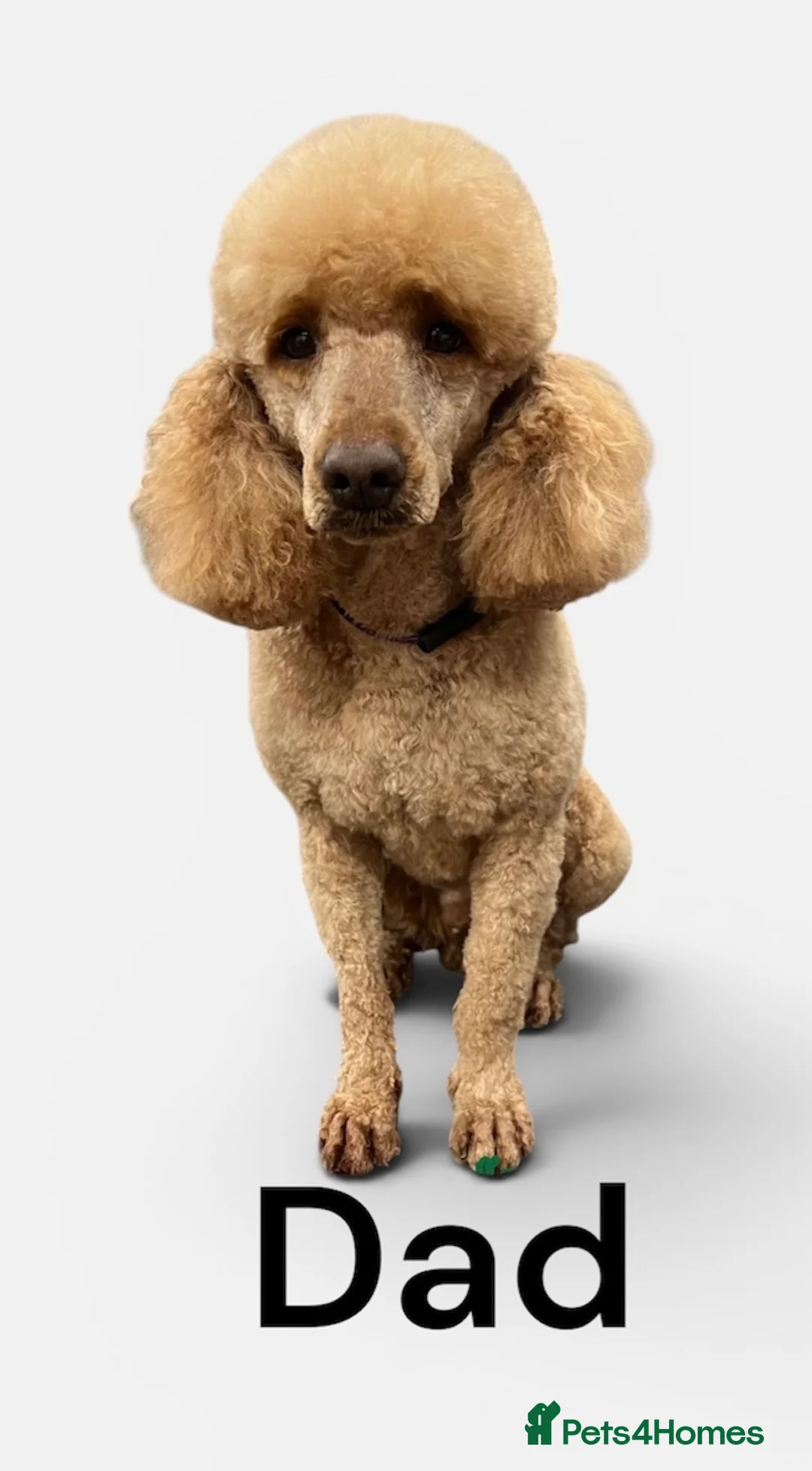Miniature Poodle dogs for sale: DNA tested KC Miniature Poodles 0% coefficiency  - Advert 2
