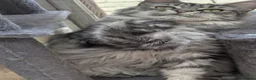 Maine Coon cats for sale: Beautiful , large Maine coon female  - Advert 17