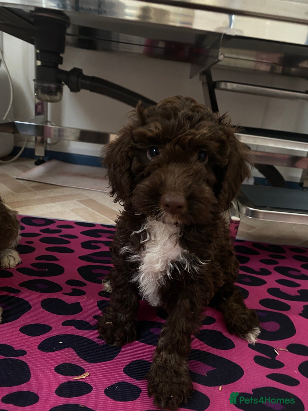 Cockapoo dogs for sale: Cockapoos ready now  - Image 14