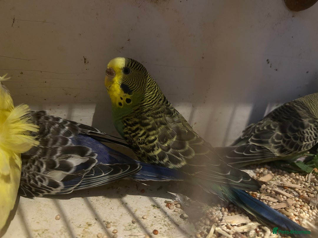 Budgerigars birds for sale: BUDGIES FOR SALE, all in good health - Image 19