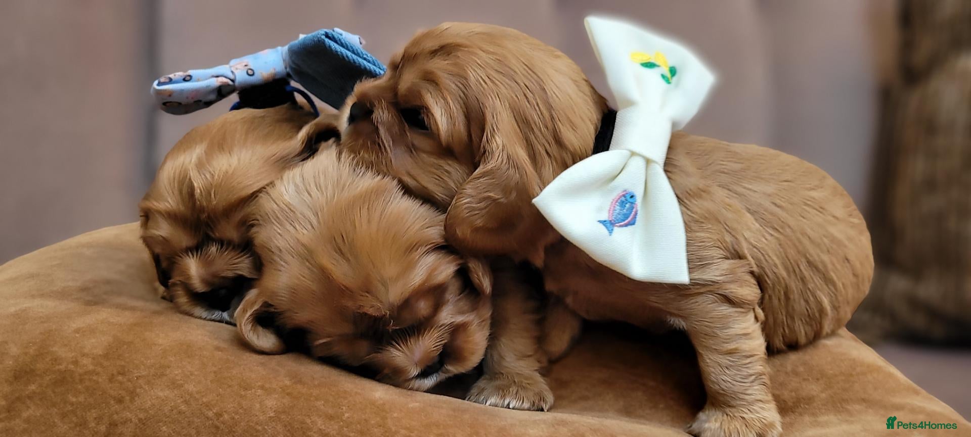 Cavalier King Charles Spaniel dogs for sale: StunningPuppiesChampBloodline–HealthTestedParent - Advert 2