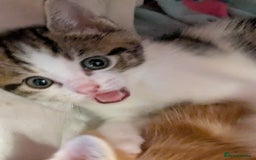 Mixed Breed cats for sale: Mixed breed maine coon  - Image 17