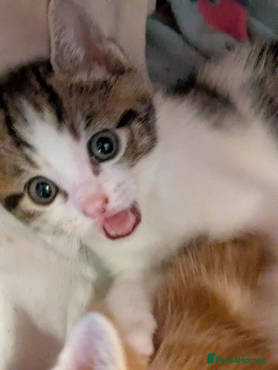 Mixed Breed cats for sale: Mixed breed maine coon  - Image 17