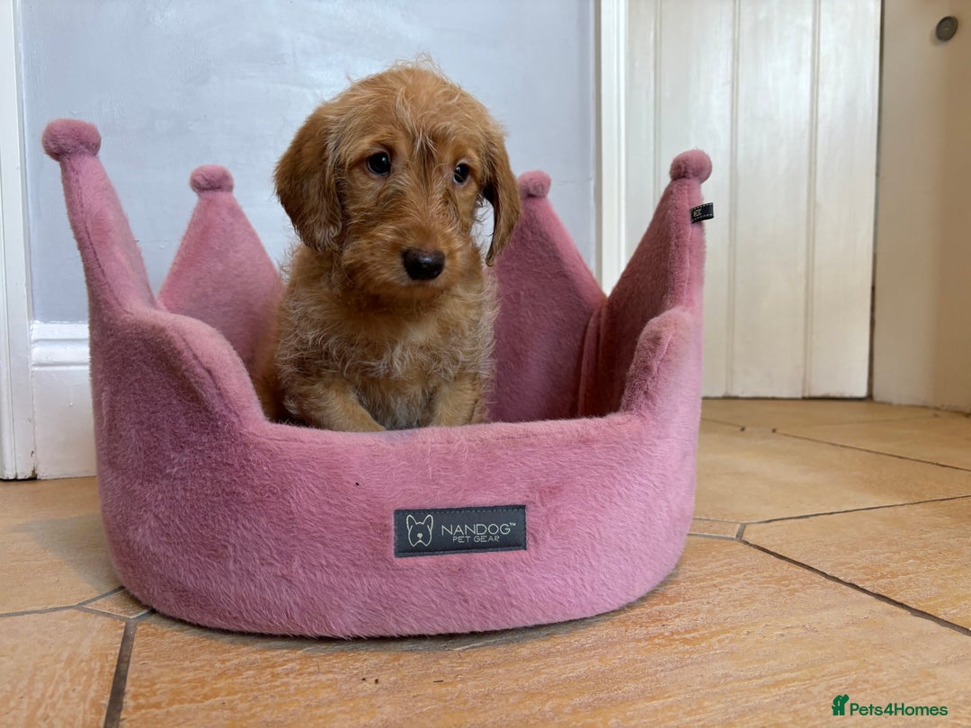 Labradoodle dogs for sale: ⭐️⭐️ Stunning F1 Miniature Labradoodles ⭐️⭐️ - Advert 21