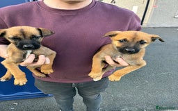 German Shepherd dogs for sale: Belgian Malinois  - Image 15