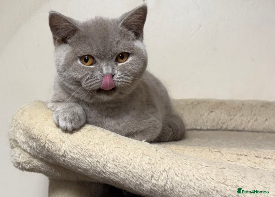 British Shorthair cats for sale: Chunky GCCF Reg BSH Kittens Ready Now - Advert 7